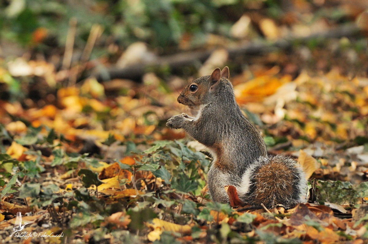 Autumn Squirrel