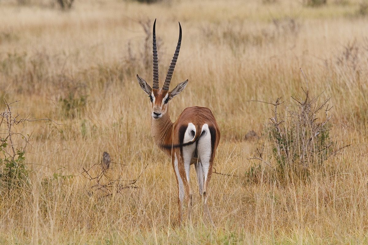 gazzella nella savana