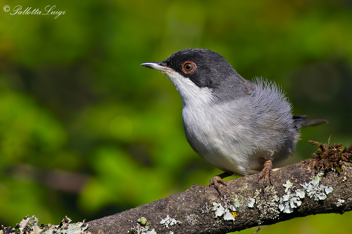 Occhiocotto (Sylvia melanocephala)