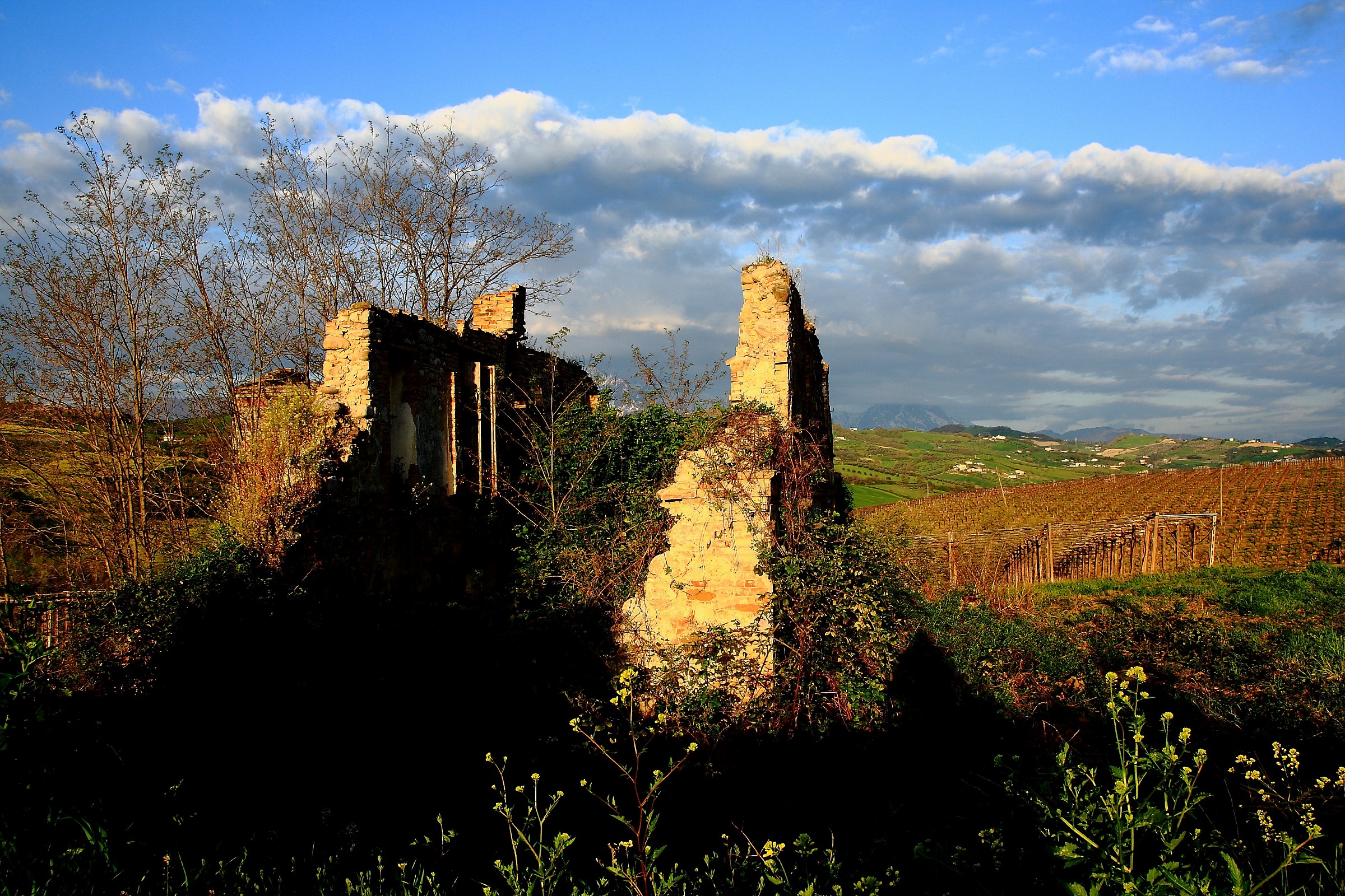 tra le vigne del montepulciano