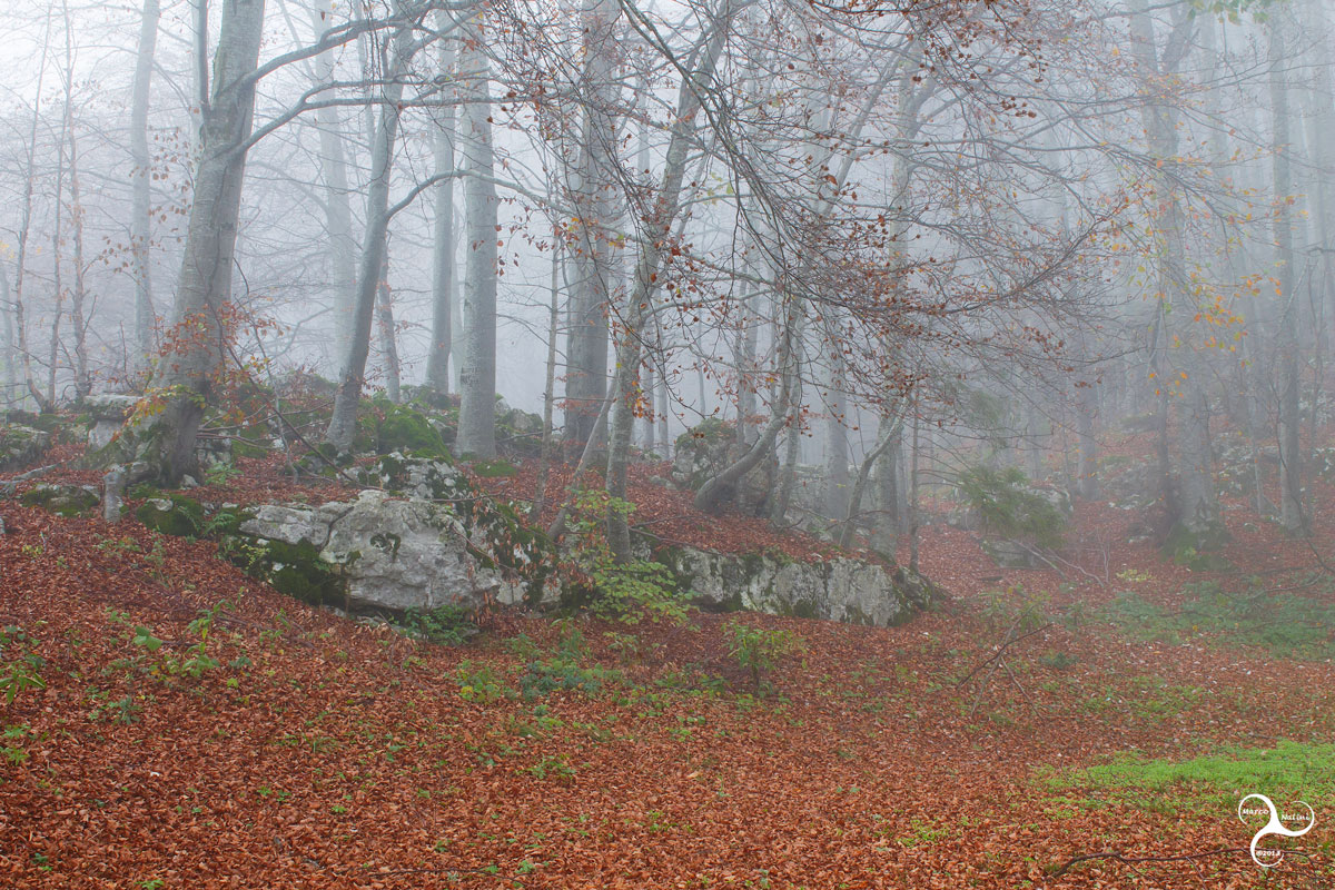 2013000015 Warning Riding Hood ...