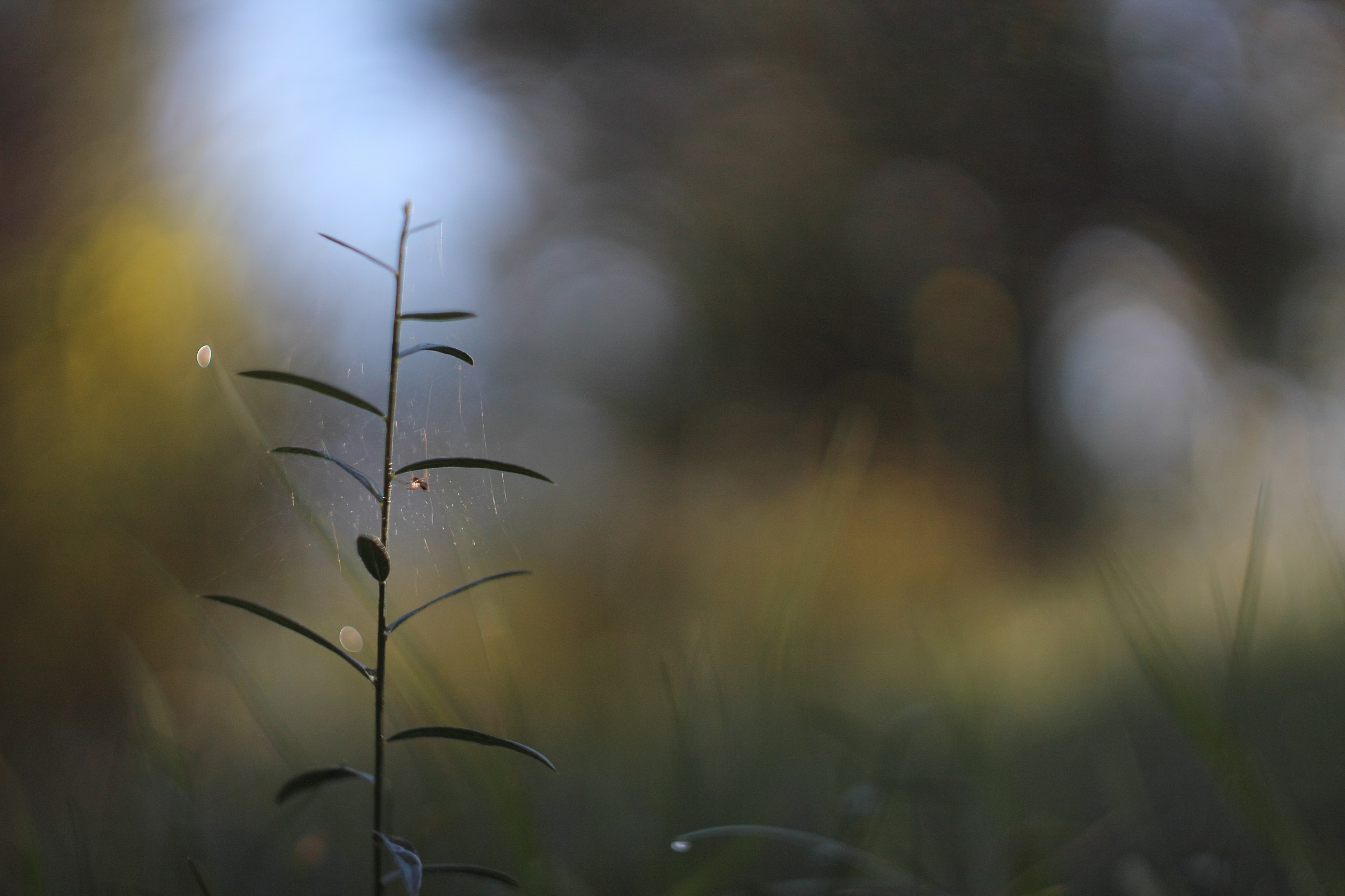 Ragnetto all'alba