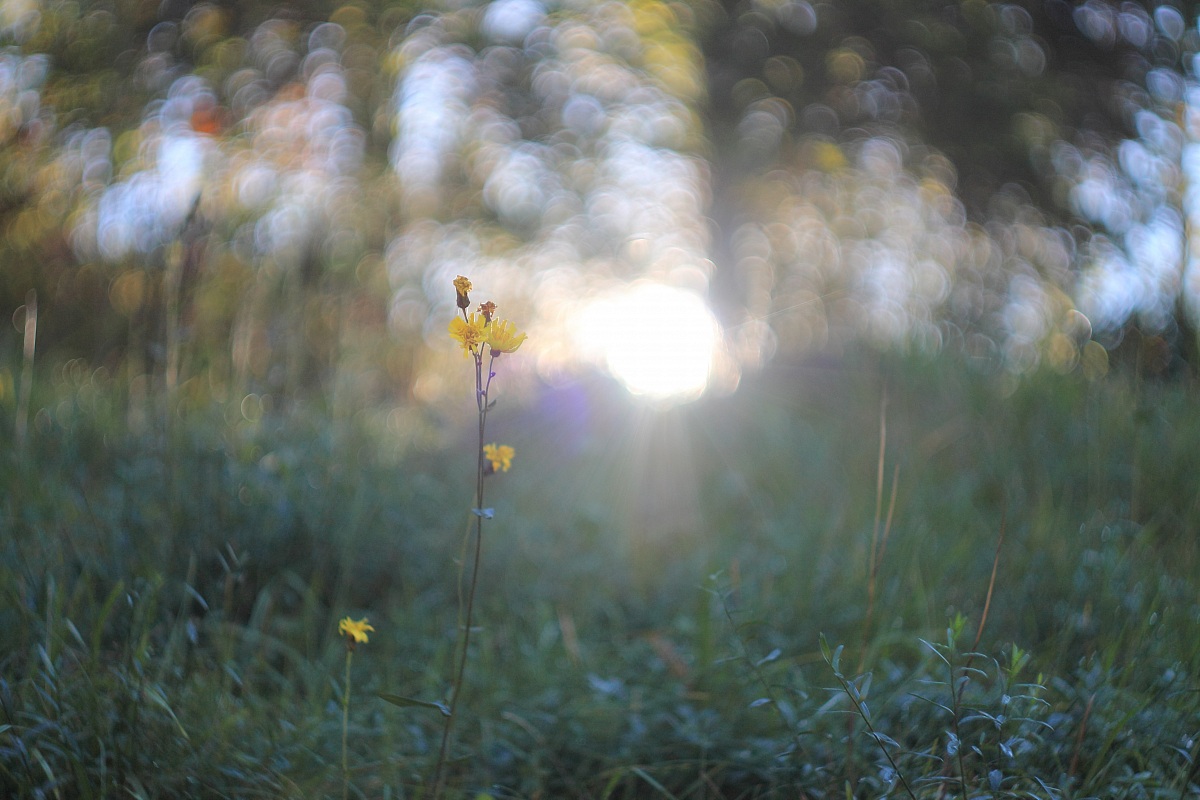 Hypochoeris radicata