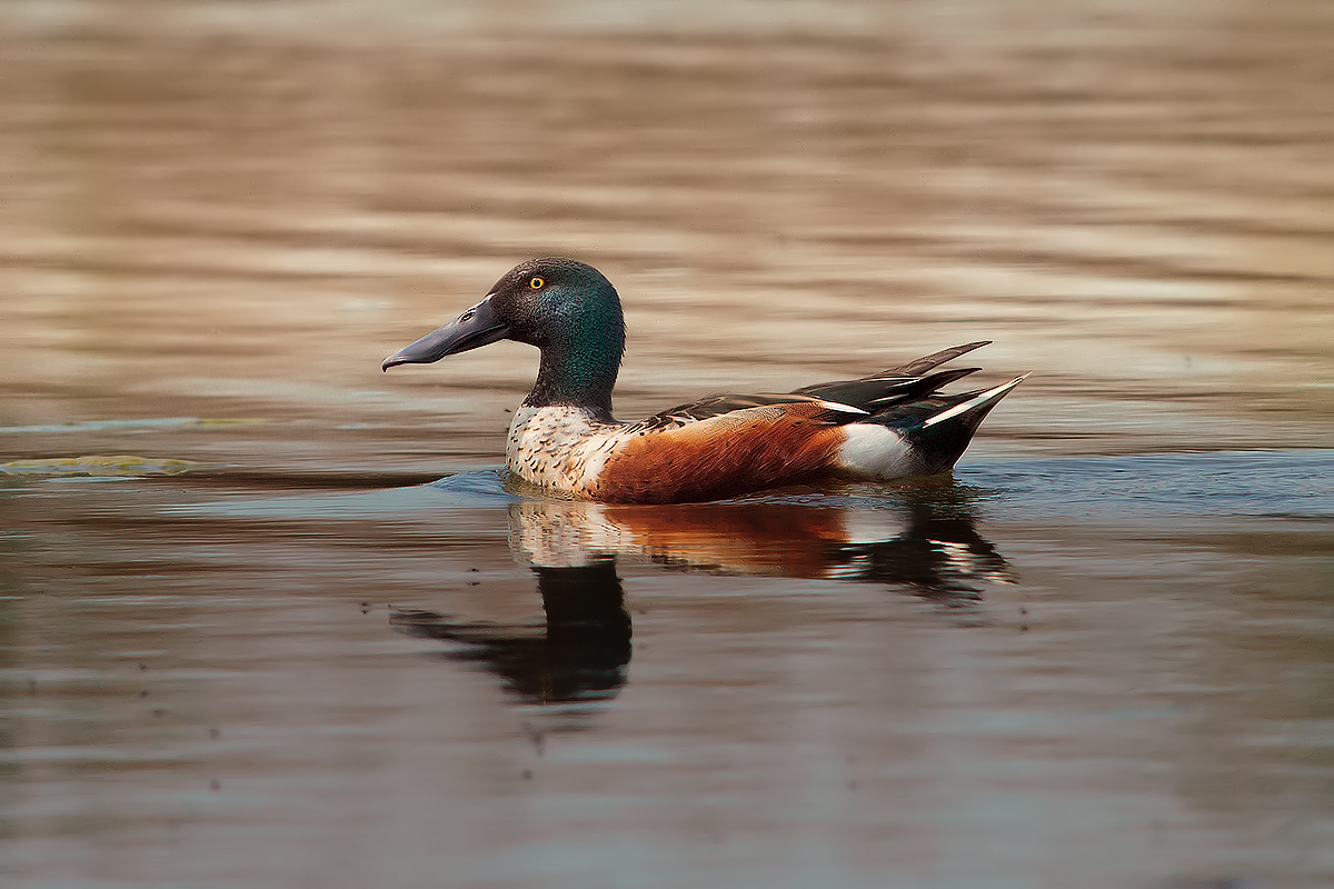 Shoveler