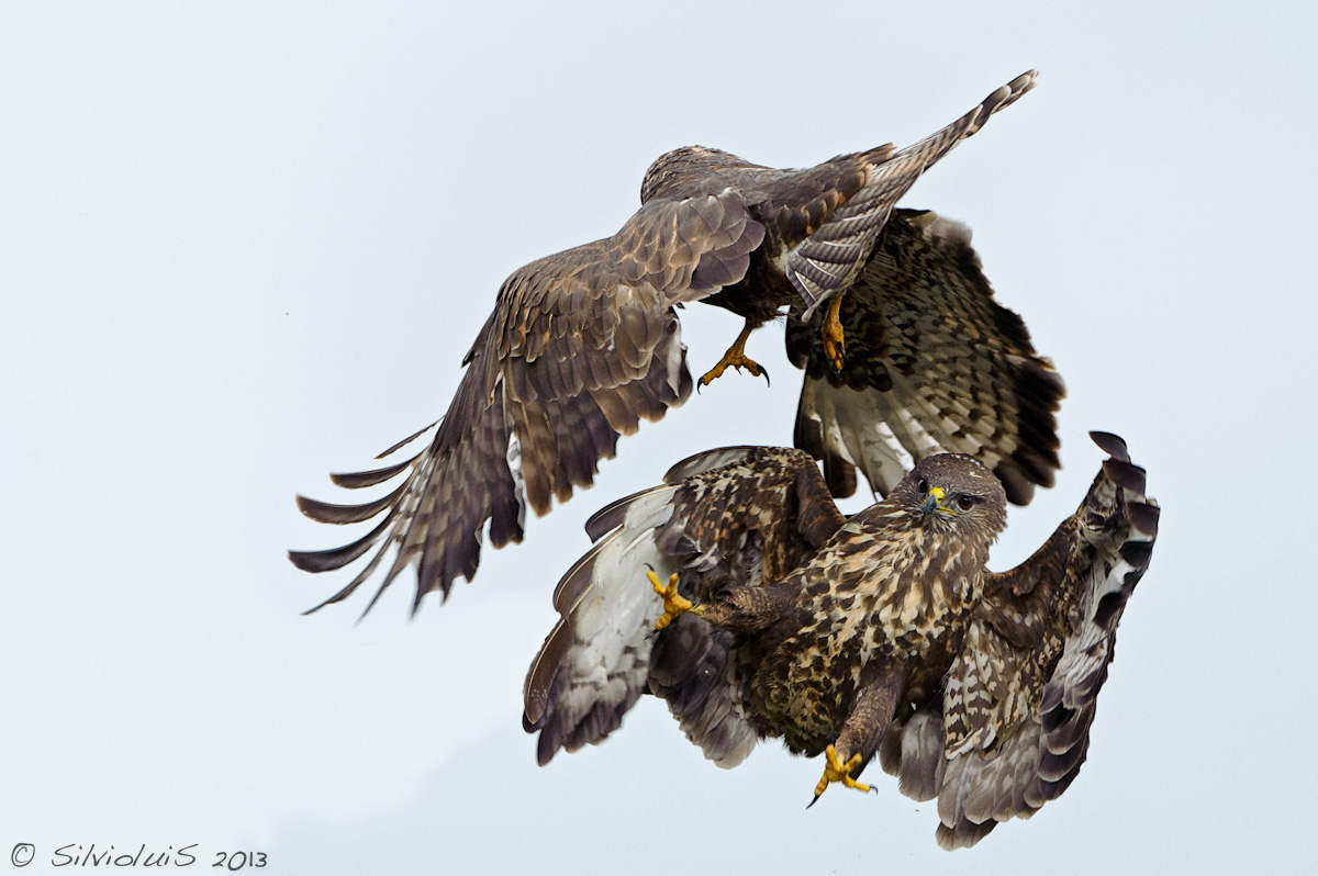 Buteo Buteo