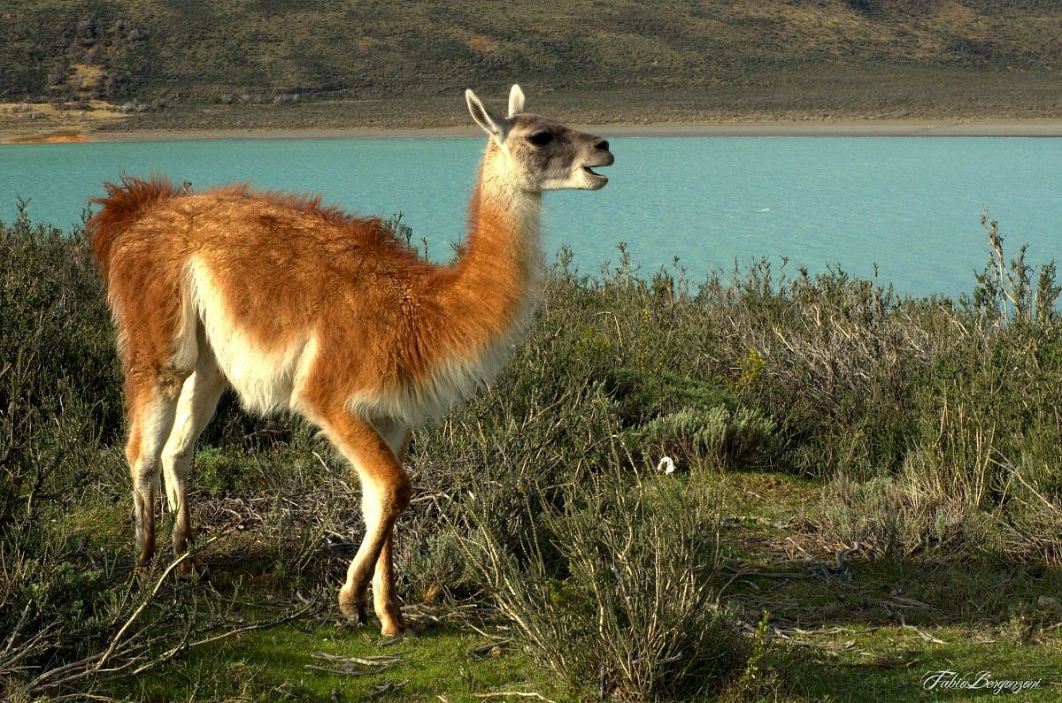 guanaco