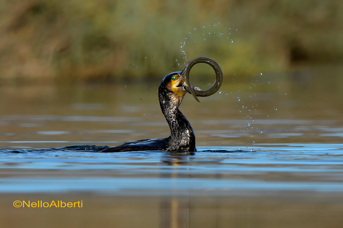 cormorano in pesca