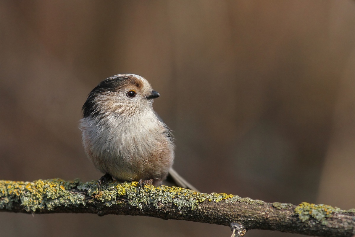 Codibugnolo - Long Tailed Tit