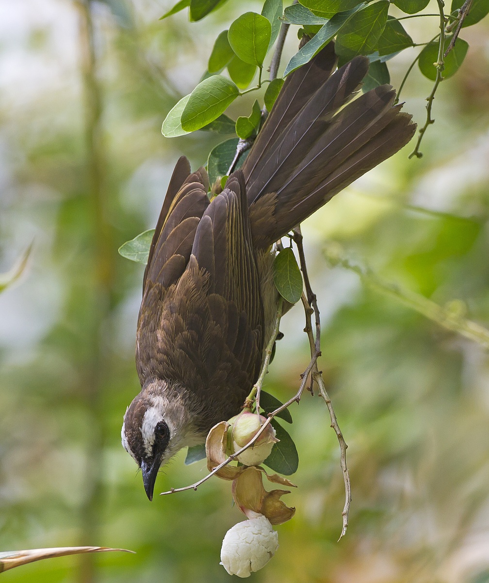 Bulbul corona nera