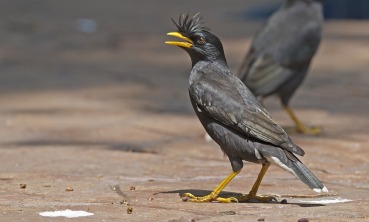 Acridotheres grandis