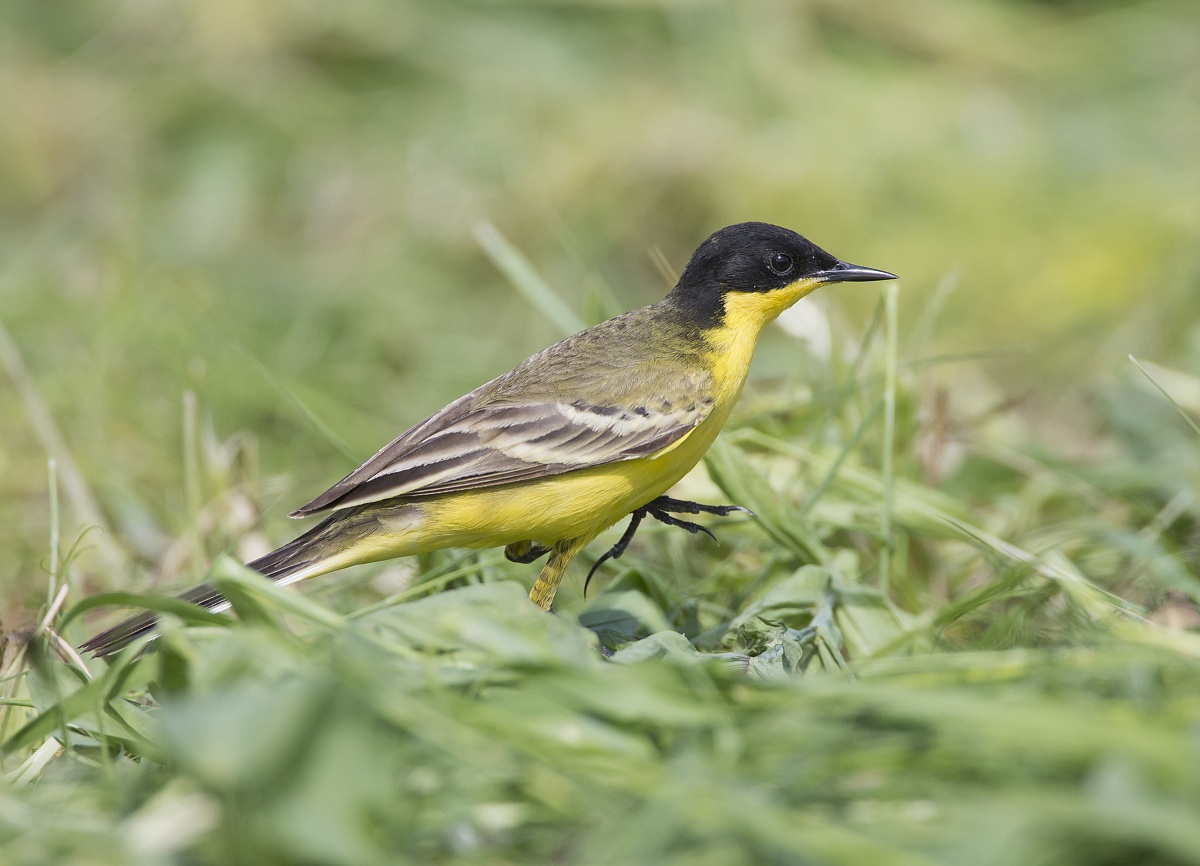 Wagtail spp. feldeggi