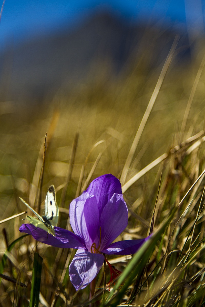 Flower and butterfly