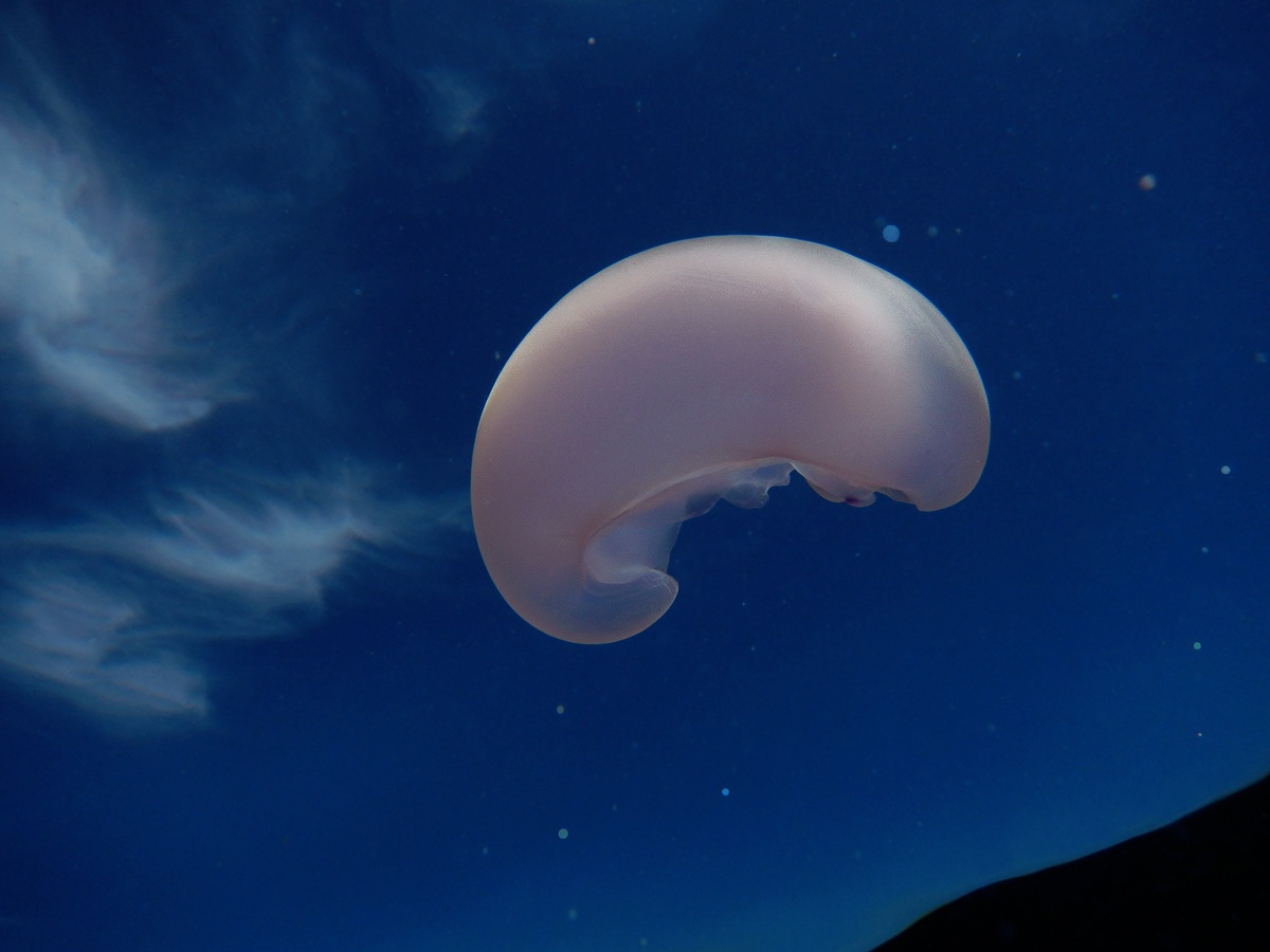 Il sogno della medusa