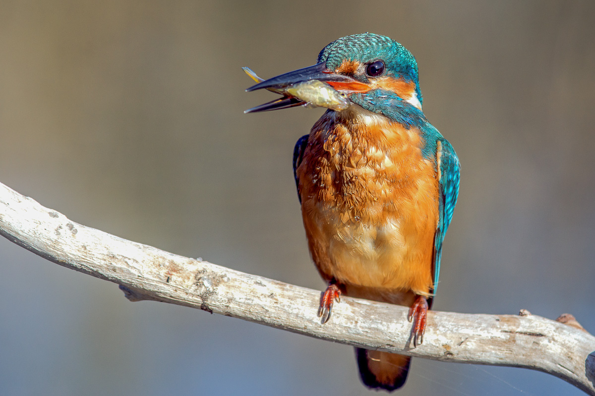kingfisher