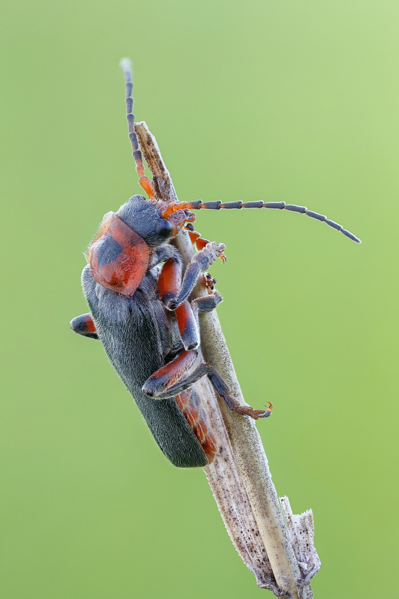 Cantharis rustica