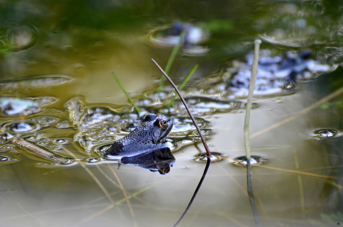 waiting for the moon