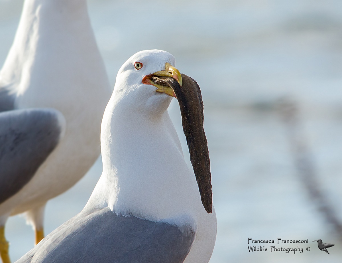 Gabbiano reale mediterraneo con preda