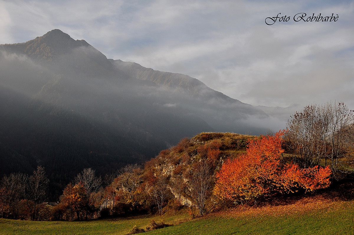 Cadono le foglie ......
