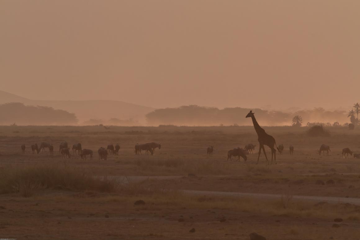 first light Amboseli