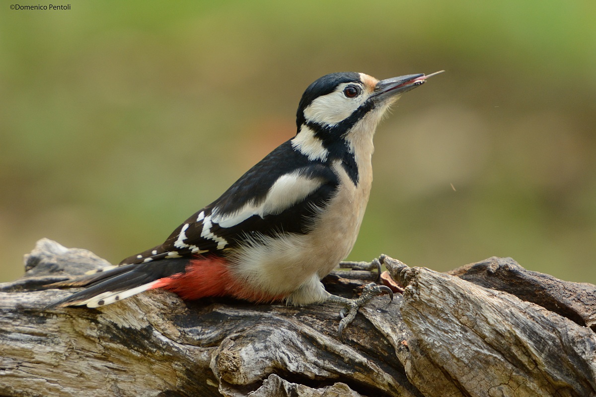 Picchio Rosso Maggiore (Femmina)