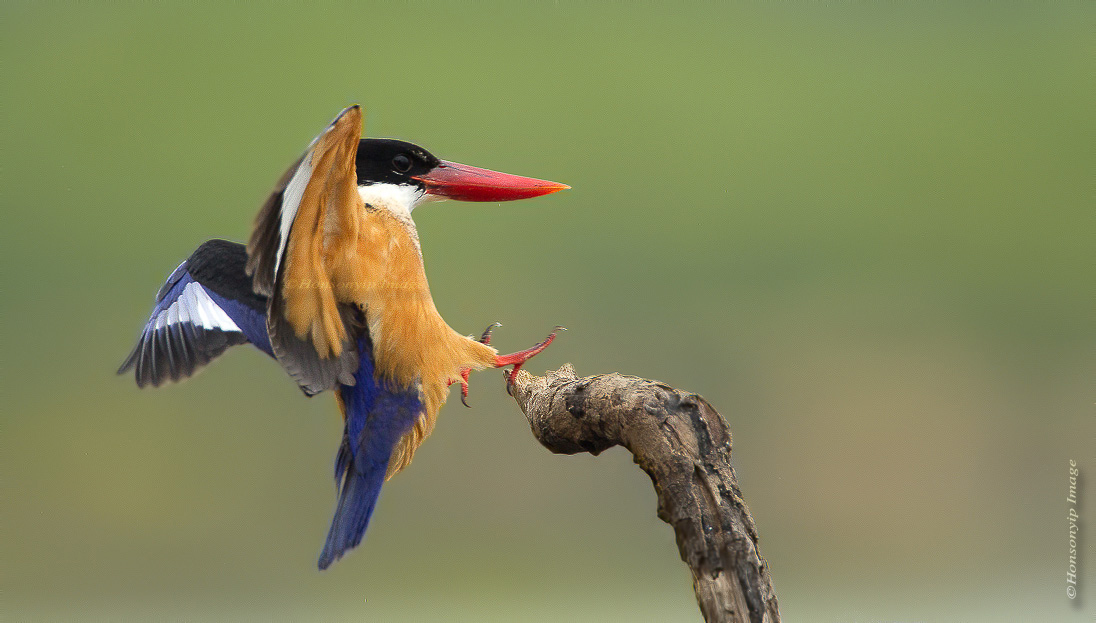 Kingfisher Black-Capped