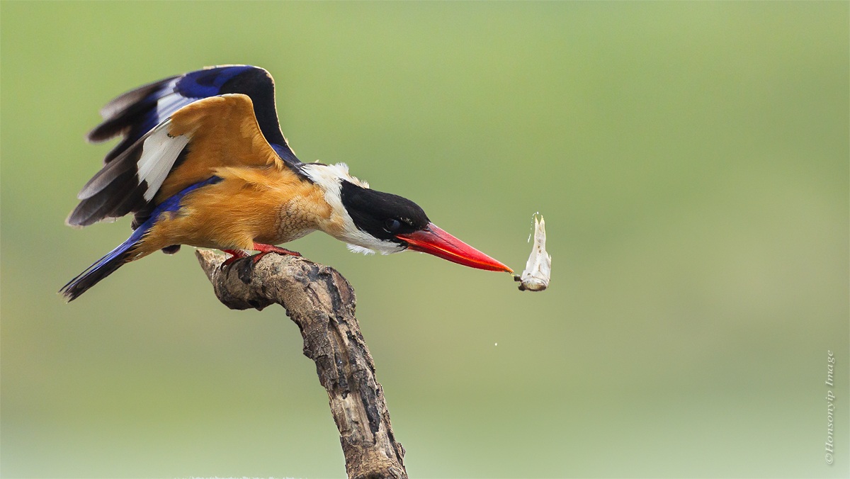 Kingfisher Black-Capped