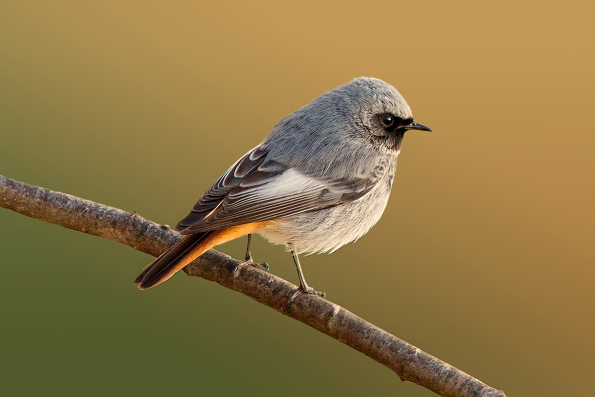 Chimney sweep at dawn ...