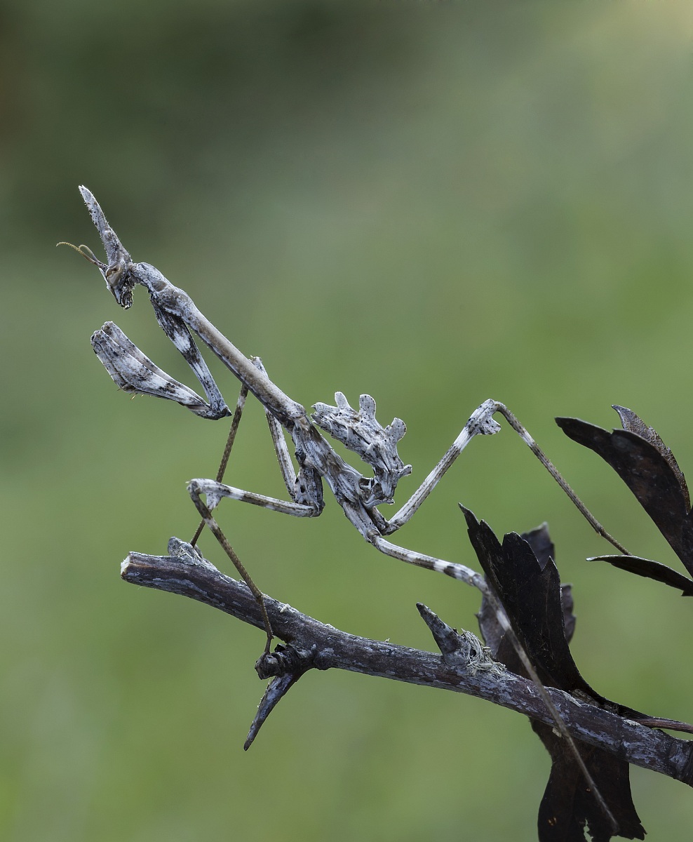 Empusa...una delle tante
