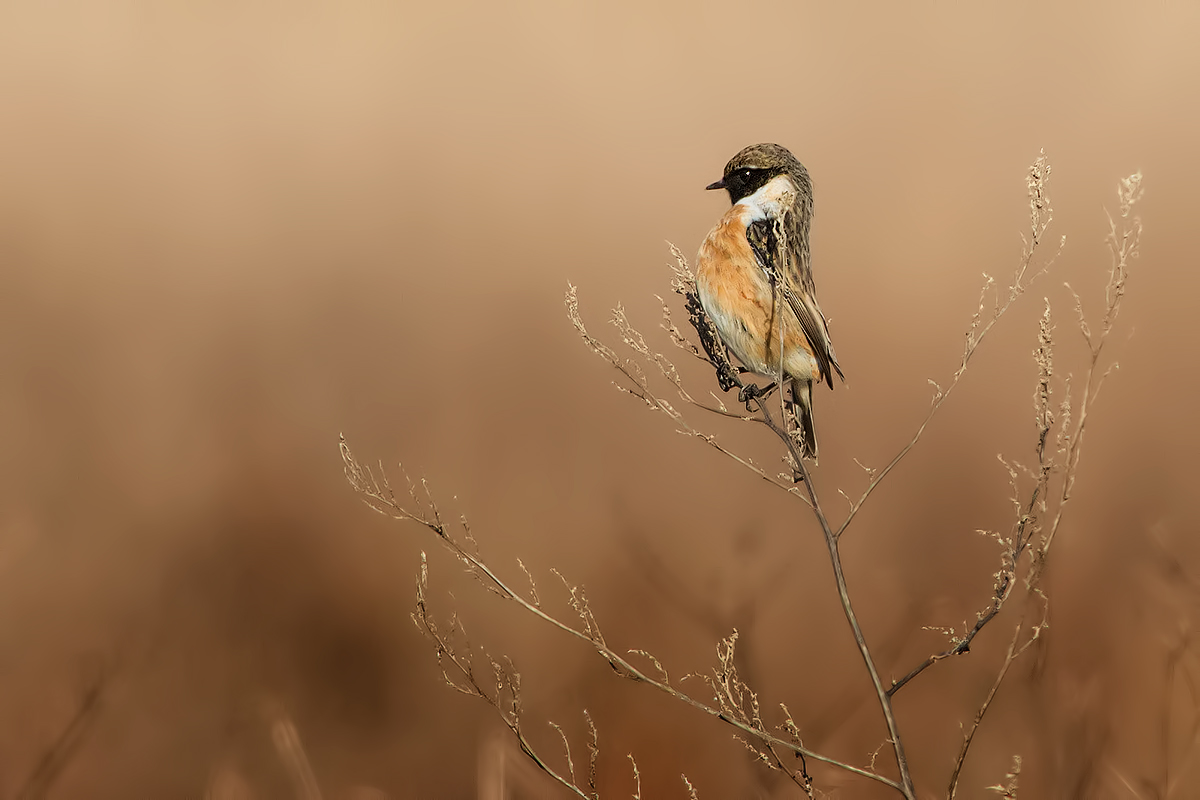 Stonechat ....