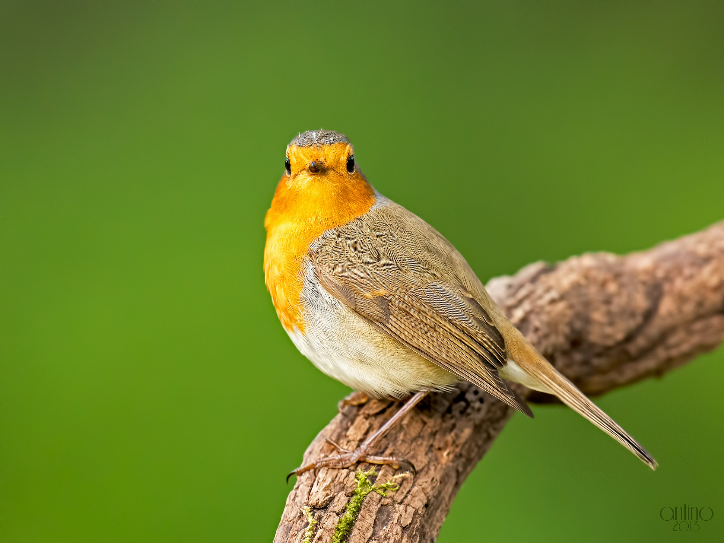 Ritratto di pettirosso