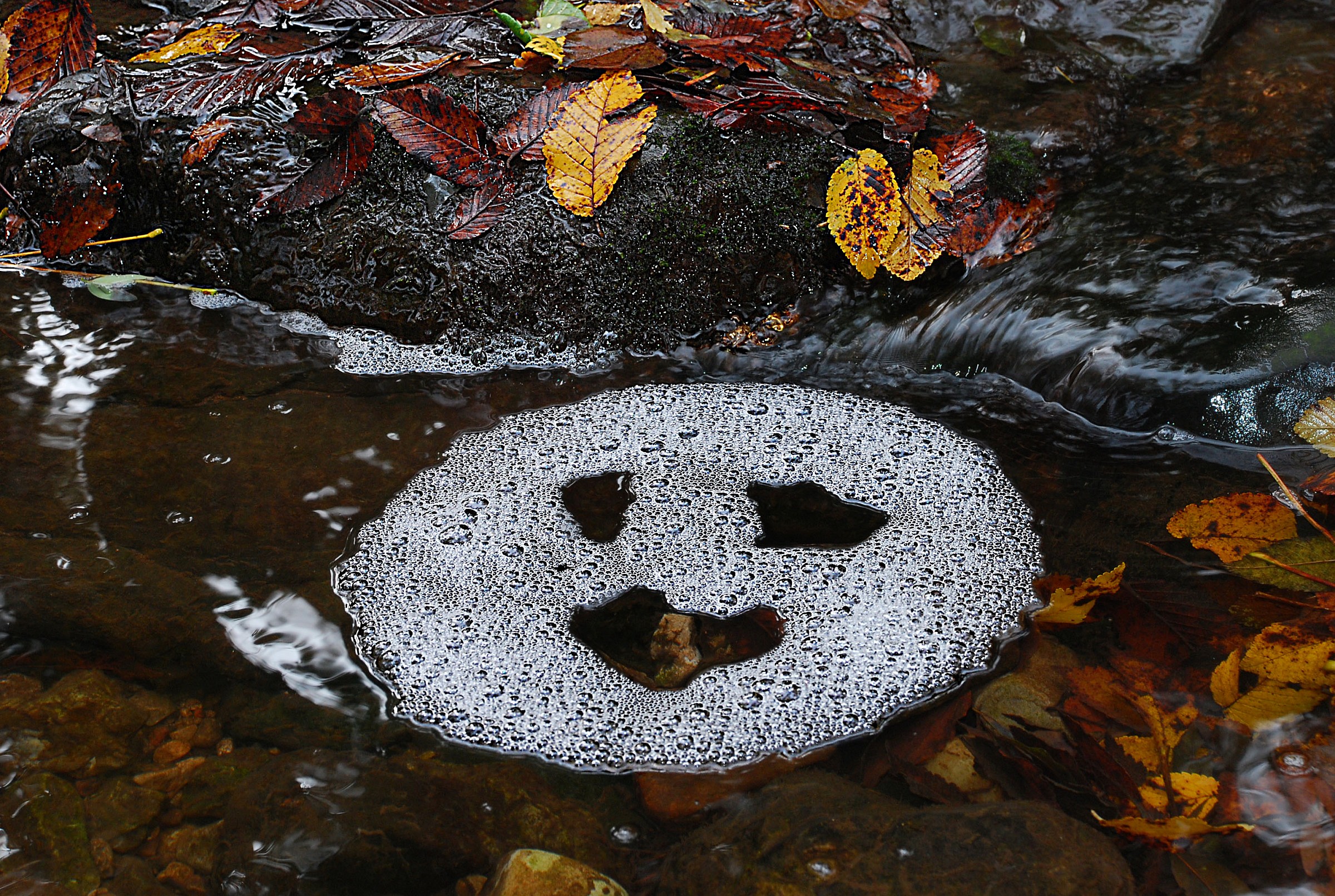 Smile autunnale di schiuma
