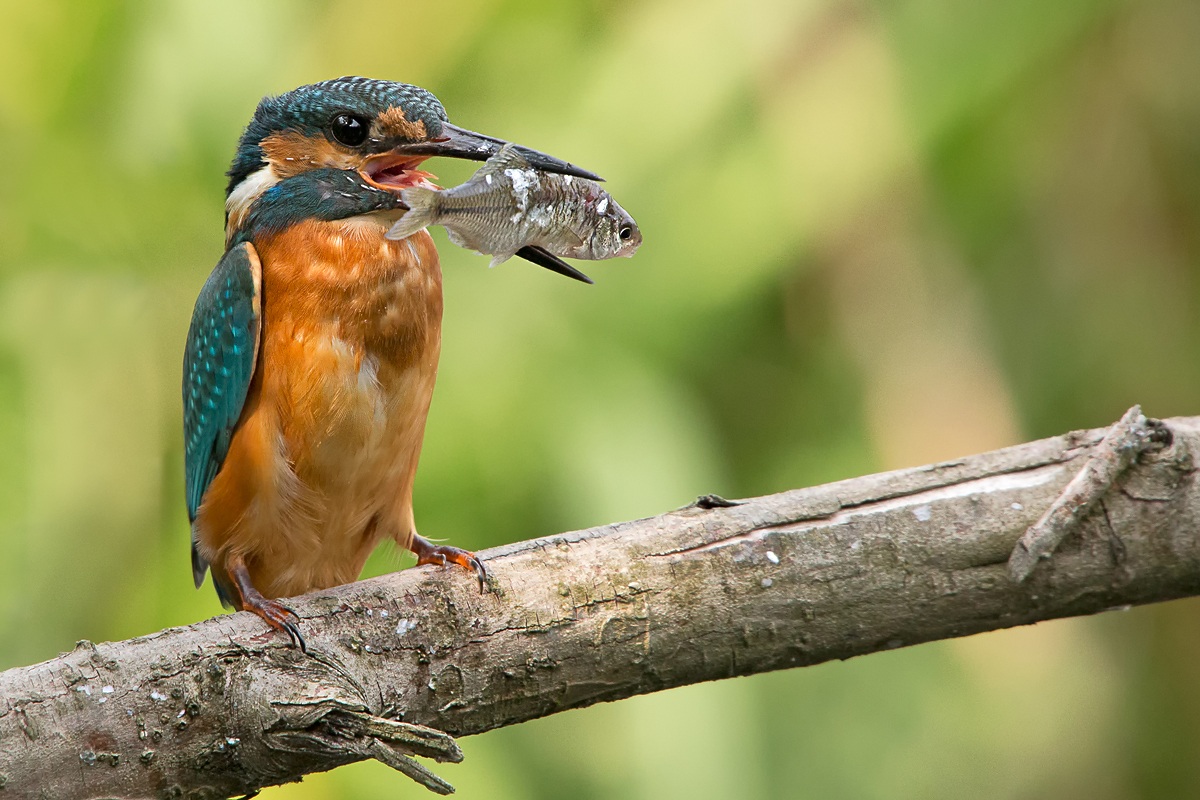 Kingfisher (Alcedo atthis)