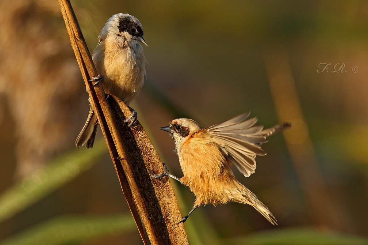 a place in the sun ... and the other attaches itself!