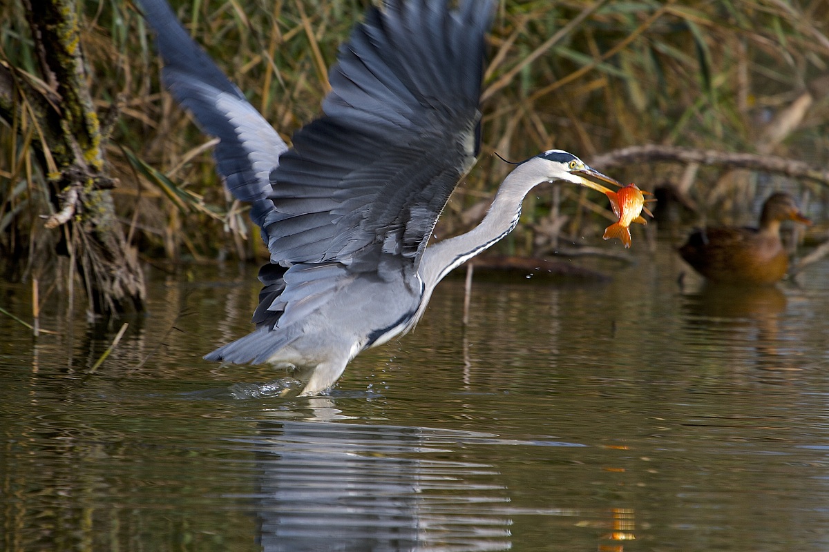 airone in volo con preda