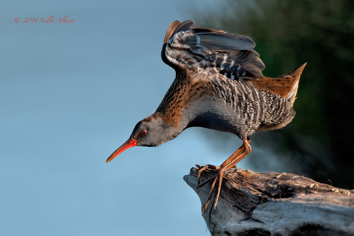 pronto a spiccare il volo