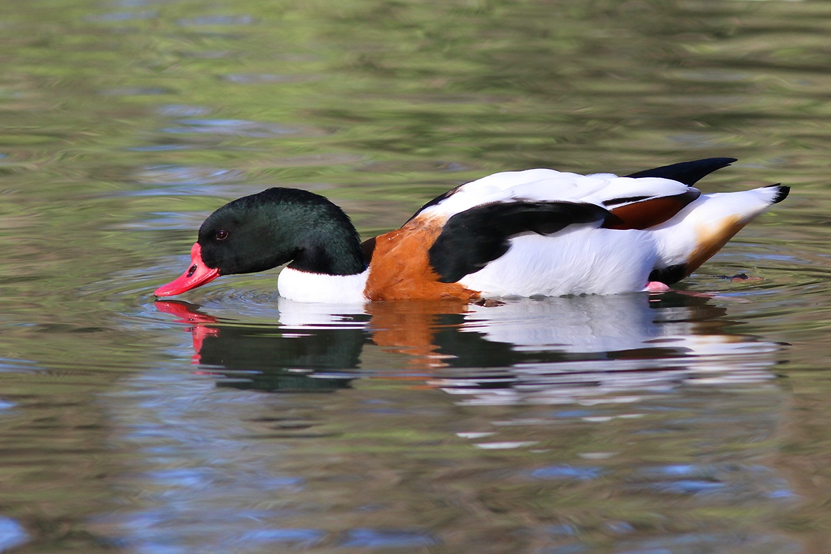 Shelduck