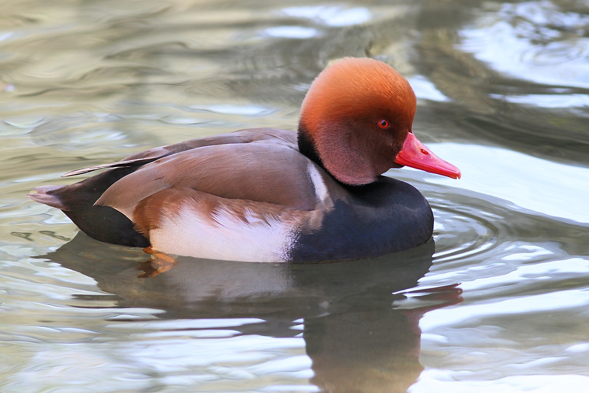 Pochard Turkish