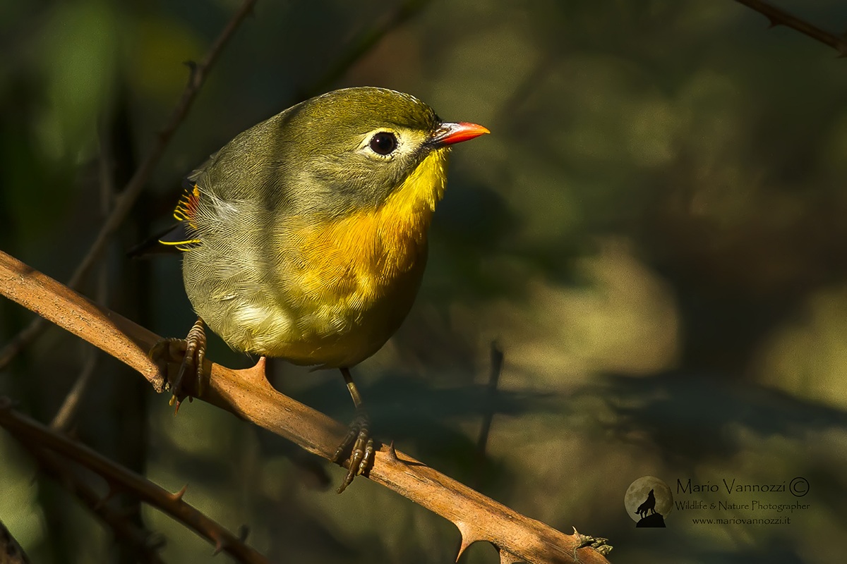 Usignolo del Giappone