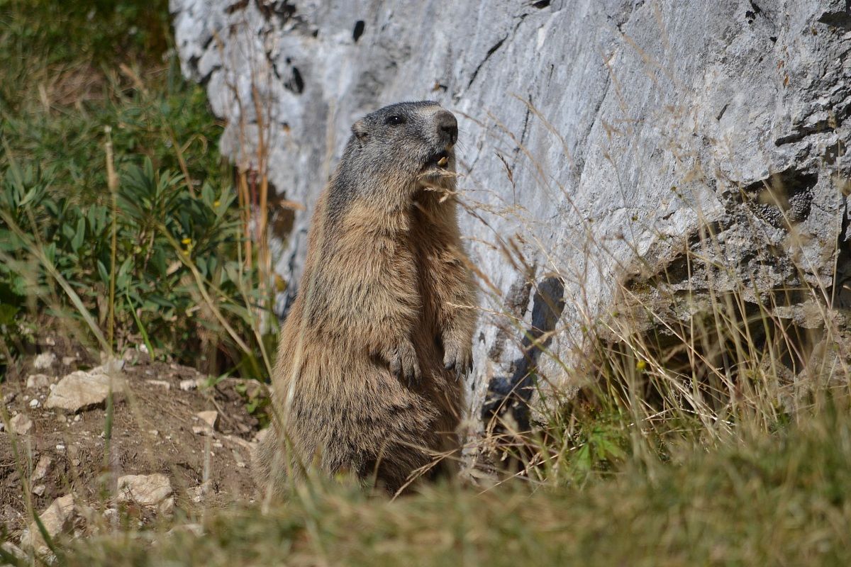 marmotta al fischio