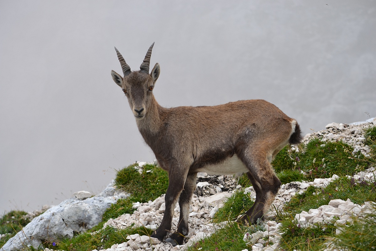 Rock goat