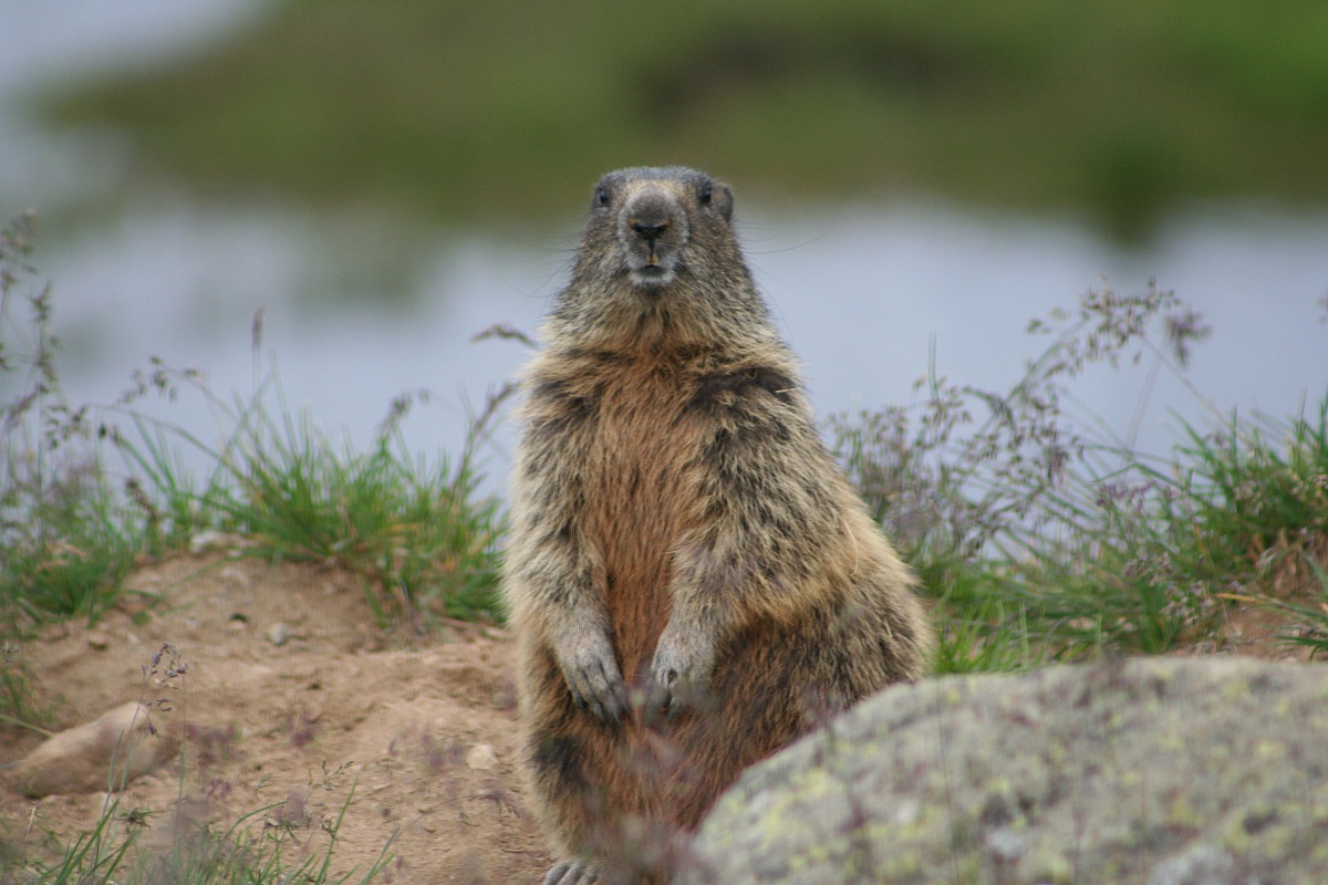 marmotta