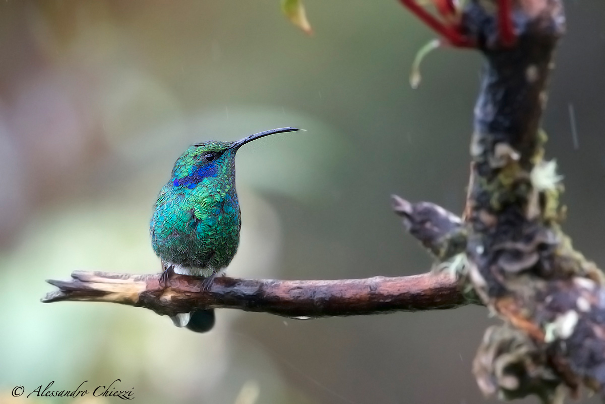 Colibri orecchieviola talassino