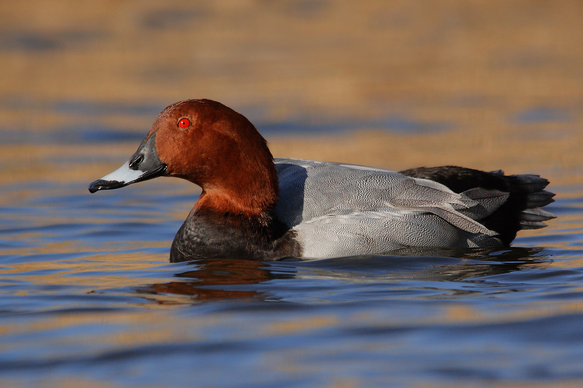 Pochard