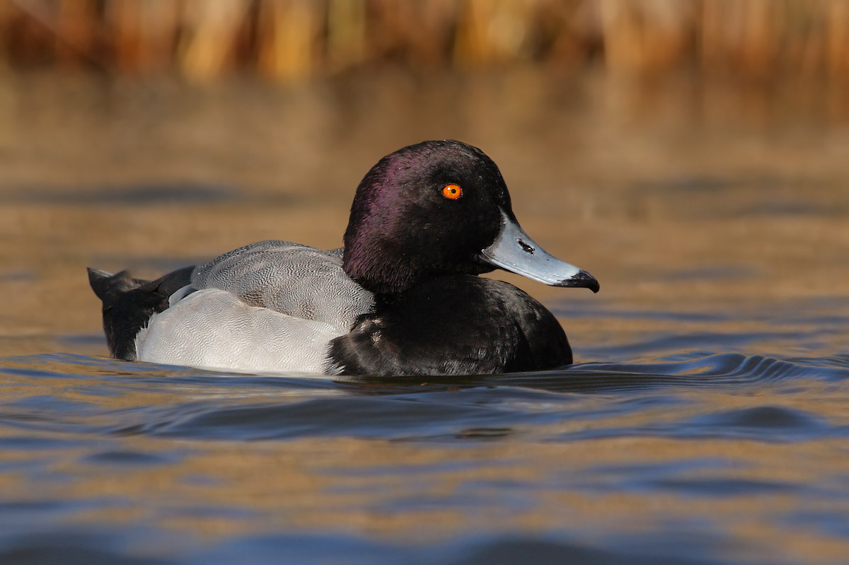 Hybrid Tufted Pochard