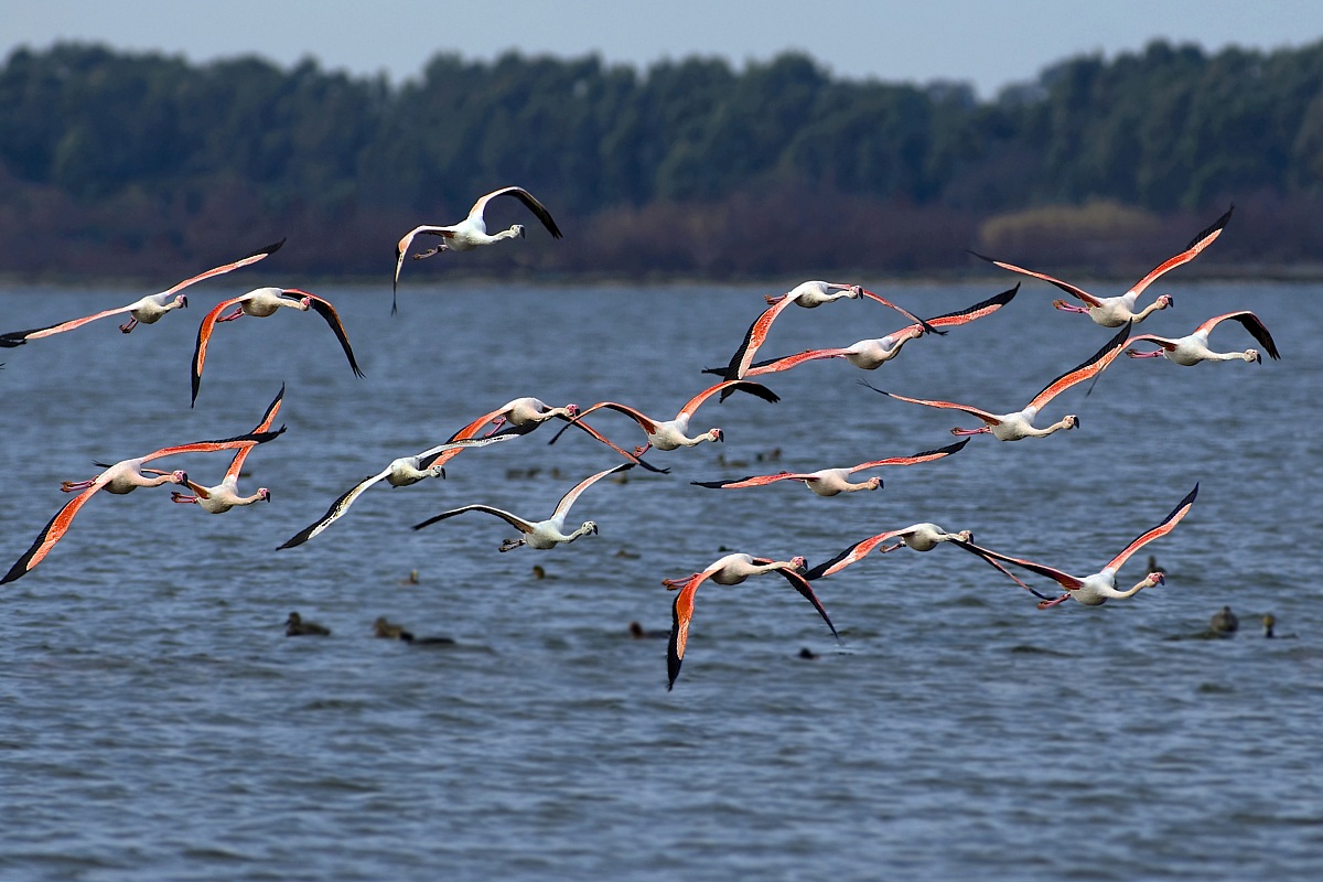 Flamingos in flight