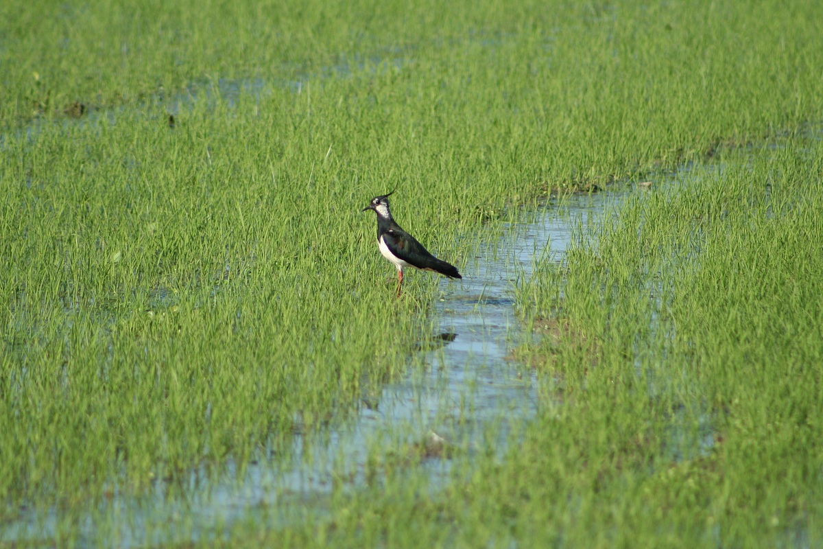 lapwing