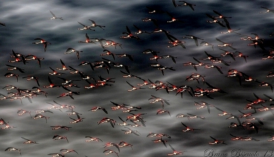 Pink flamingos at sunset in the Po Delta