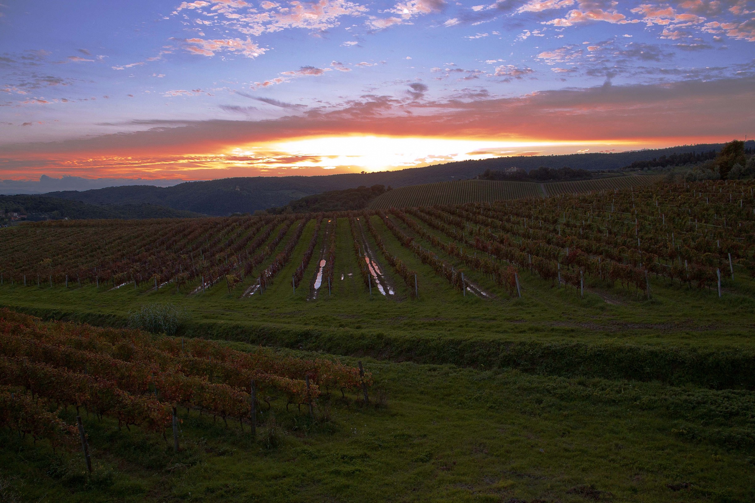 .. a look to the vineyards
