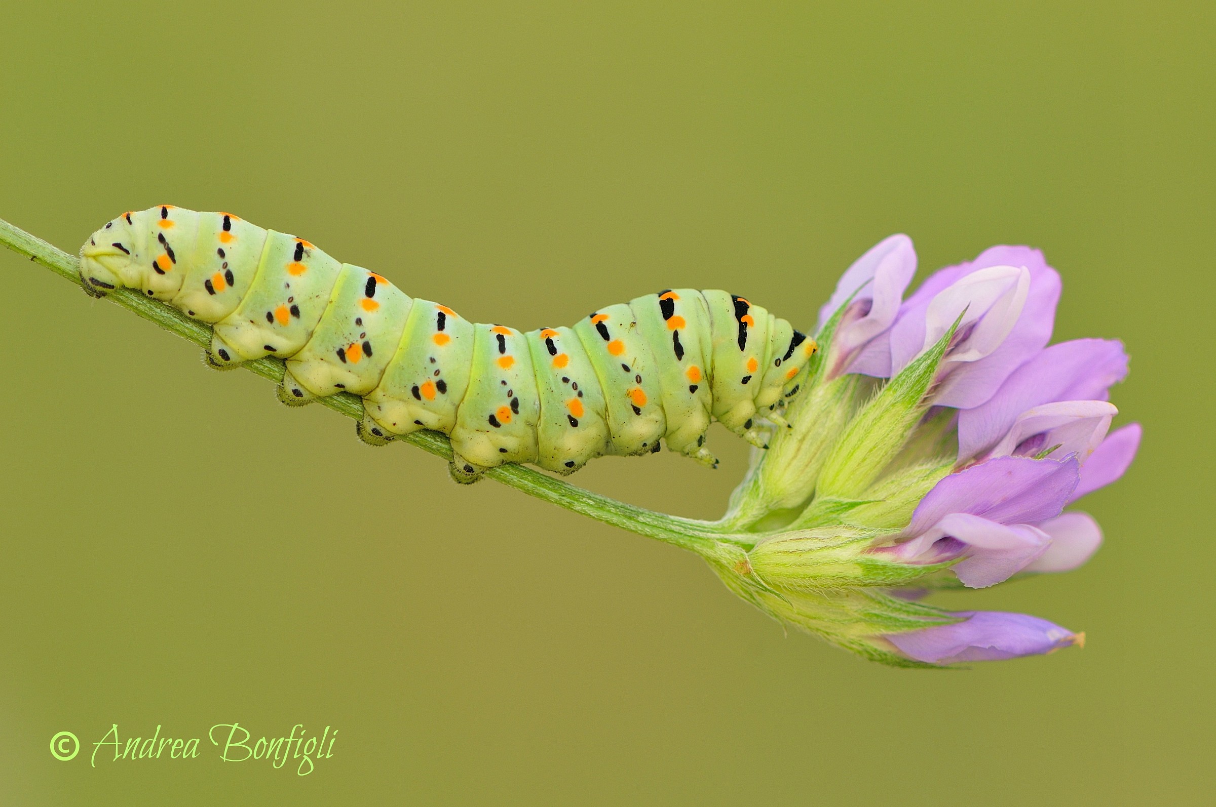 one day you butterfly ...