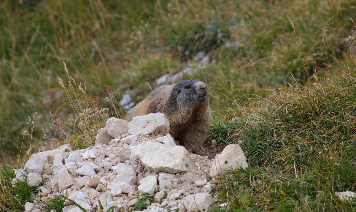 marmotta